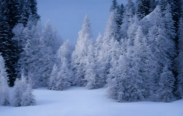 Зима, иней, лес, снег, деревья, природа, зимний, ели