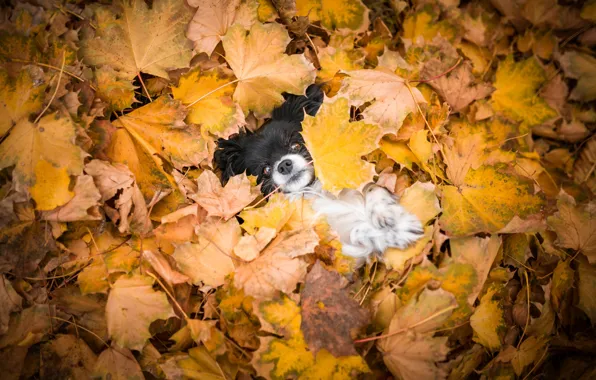 Картинка осень, взгляд, листья, природа, фон, листва, лапки, собака