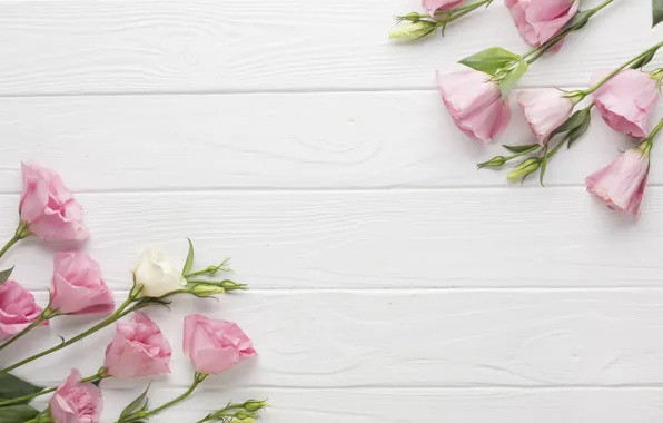 Картинка цветы, фон, эустома