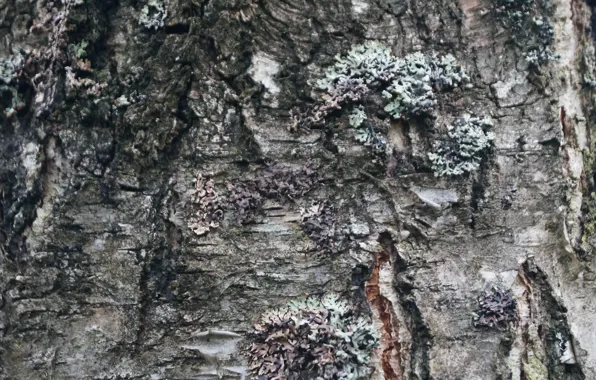 Дерево, береза, текстуры, Кора