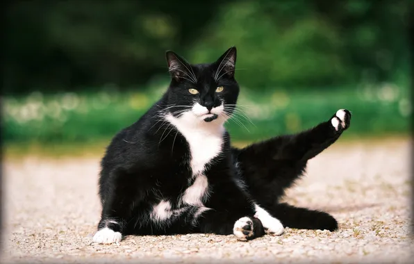 Зелень, кошка, лето, кот, взгляд, свет, поза, черно-белый