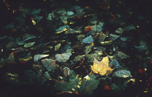 Осень, листья, природа