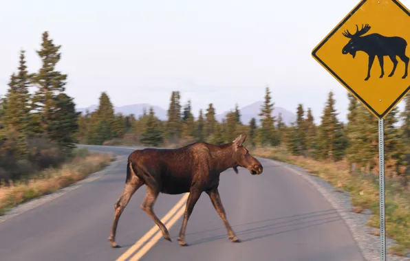 Картинка Дорога, Деревья, Аляска, Alaska, Road, Лось, Moose, Дорожный знак