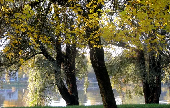 Картинка деревья, озеро, Осень, trees, water, autumn, сентябрь, fall