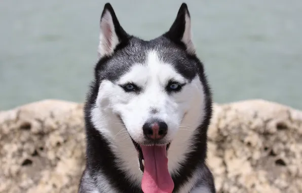 Язык, взгляд, друг, собака, хаски, dog, husky, friend