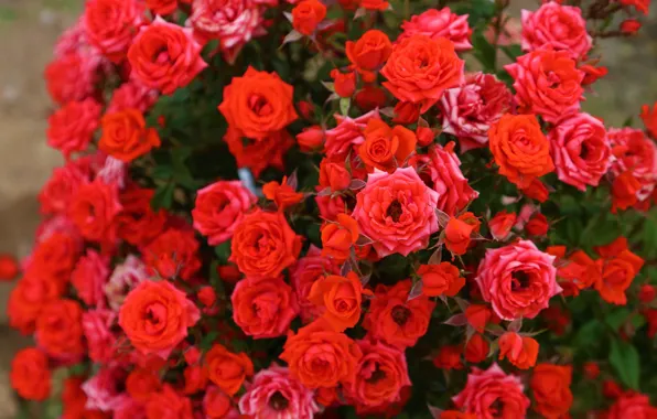 Цветы, розы, сад, красные, много, боке, розовый куст