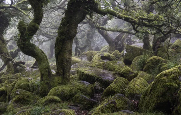 Картинка лес, деревья, природа, туман, камни, Англия, мох, Wistman's Wood