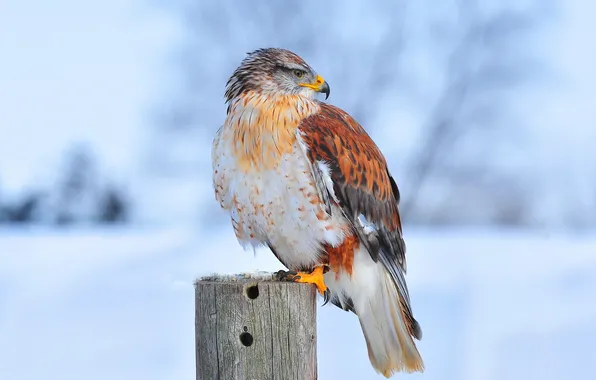 Картинка природа, птица, Ferruginous hawk