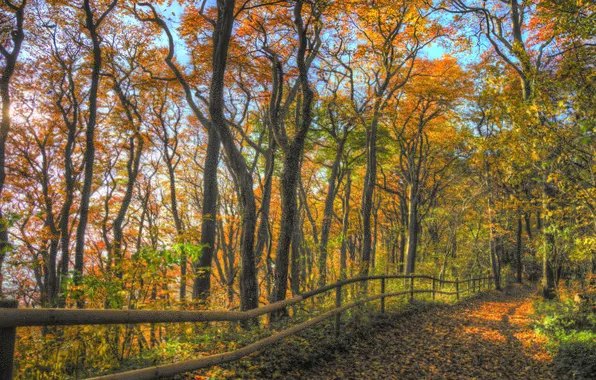 Картинка осень, лес, небо, листья, деревья, ветви, ограда, дорожка