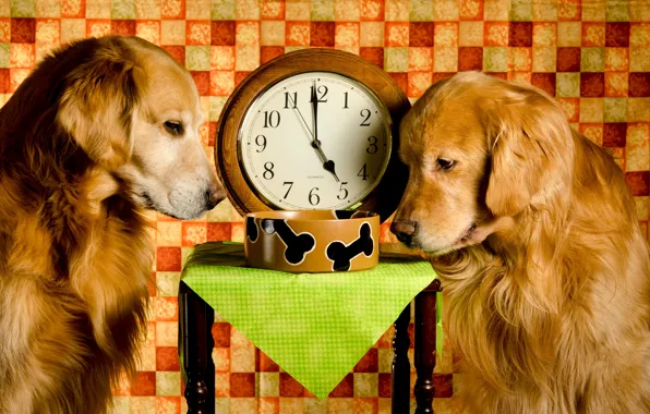 Собаки, время, две, часы, ситуация, миска, рыжие, золотистый