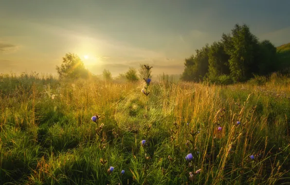 Картинка поле, трава, деревья, пейзаж, природа, паутина, утро, Константиново