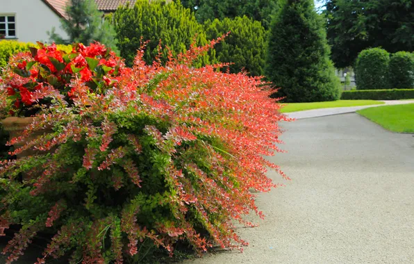 Park, color, plants, alley
