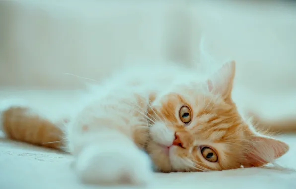 Кошка, взгляд, мордочка, рыжая, лапка, персидская кошка