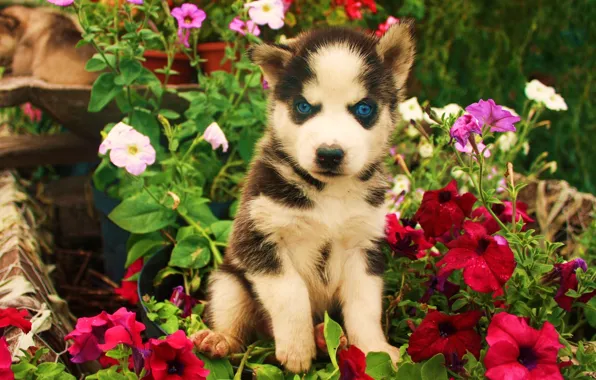 Взгляд, цветы, Собака, щенок, злой, art, синии глаза