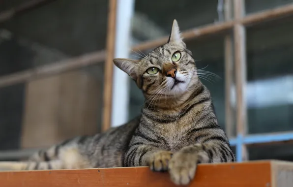Картинка кошка, кот, взгляд, поза, серый, позирование, полосатый