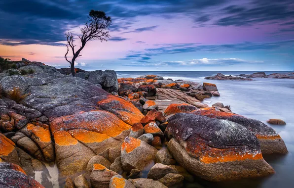 Картинка море, закат, камни, дерево, берег, Australia, Tasmania