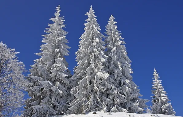 Картинка зима, небо, снег, природа, ели