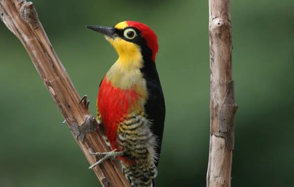Red, Yellow, Bird, Beak, Branch, Woodpecker