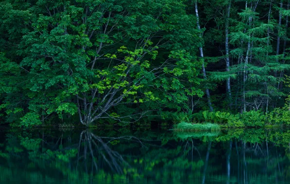 Картинка лес, деревья, озеро, пруд, заросли