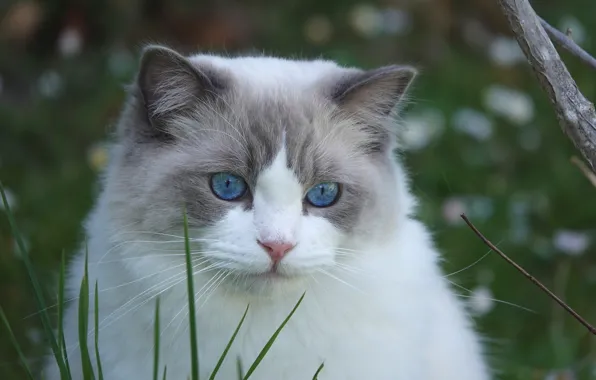 Кошка, мордочка, голубые глаза, травинки, Рэгдолл