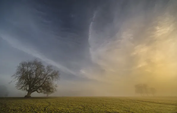 Поле, туман, утро