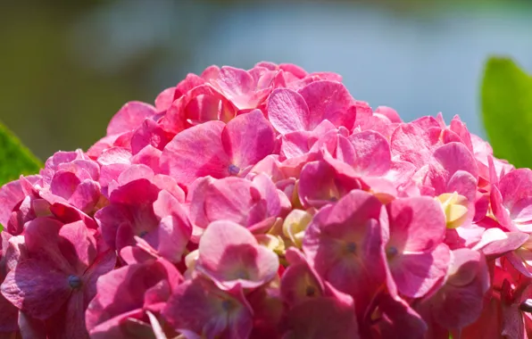 Картинка макро, цветы, фон, лепестки, розовые, гортензия