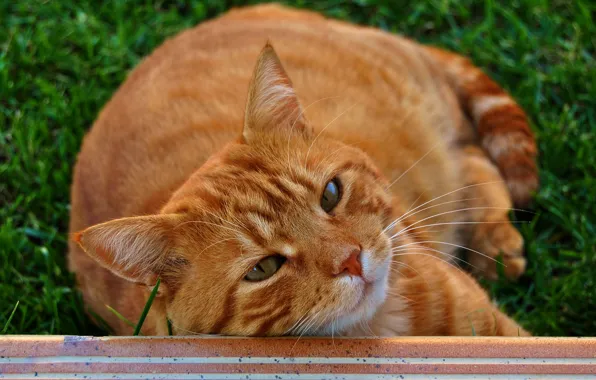 Картинка кошка, кот, взгляд, морда, портрет, лежит, рыжая