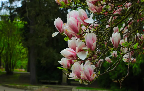 Spring, magnolia, twig