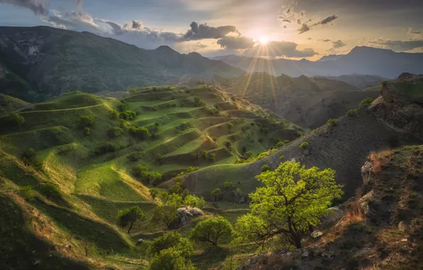 Картинка forest, landscape, nature, sunrise, mountain top