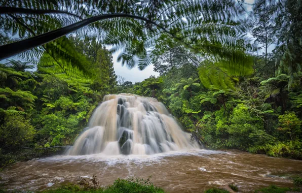 Картинка лес, река, водопад, Новая Зеландия, New Zealand, Owharoa Falls, Вайкино, Waikino