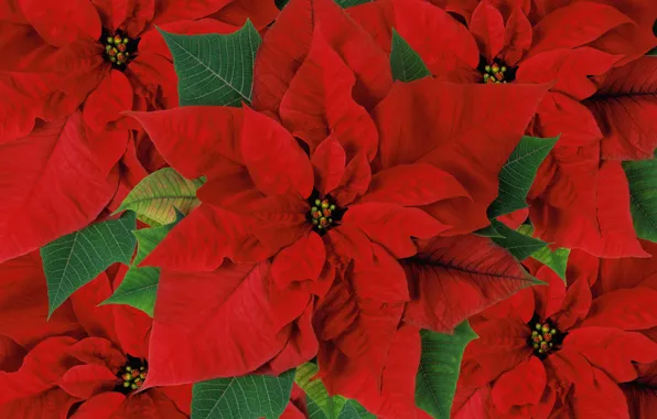 Christmas, flower, leaves, poinsettia, plant petals