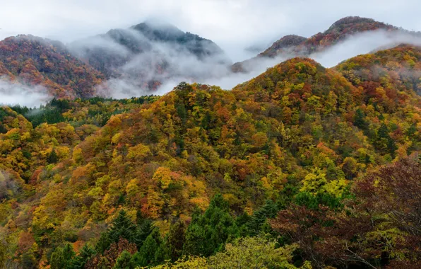 Картинка горы, природа, туман, деревья, осень, лес