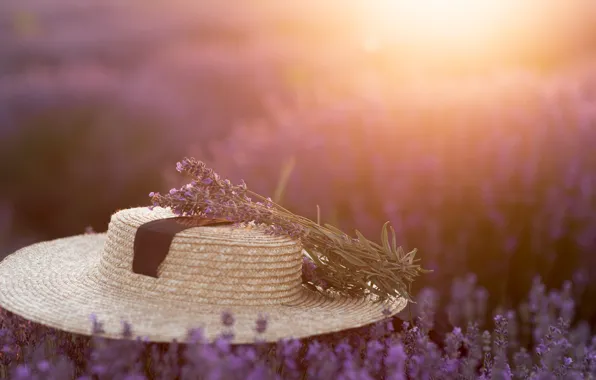 Лето, свет, цветы, природа, шляпа, лаванда, лавандовое поле