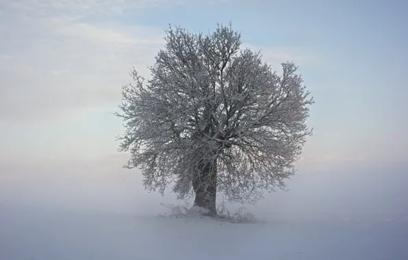 Холод, зима, снег, ветки, дерево