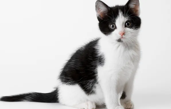 Картинка кошка, белый, кот, котенок, черный