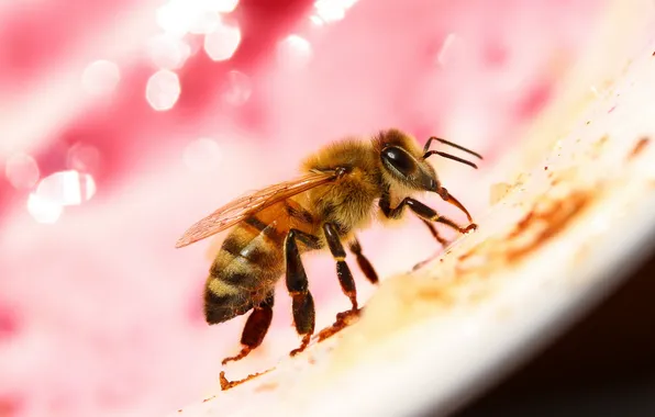 Макро, природа, пчела