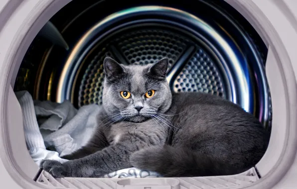 Кошка, кот, взгляд, серый, лежит, британский, желтые глаза, стиральная машина