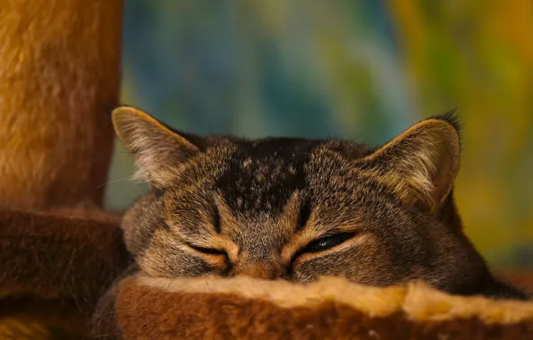 Кошка, кот, взгляд, морда, серый, фон, котэ, прищур
