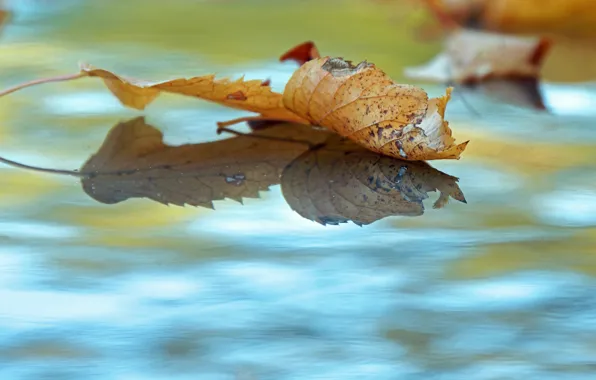 Картинка осень, вода, опавшие листья