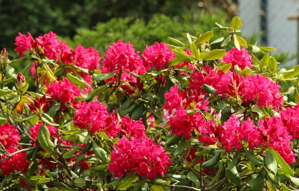 Flowering, shrub, rhododendron