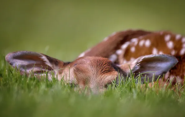 Природа, фон, оленёнок, WhitetailDeer