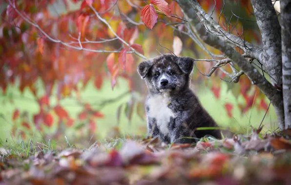 Картинка осень, листья, дерево, собака, щенок, Акита-ину