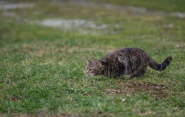 Картинка кошка, трава, кот, охота