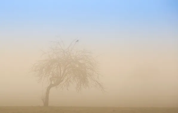Туман, дерево, птица