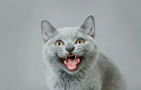 Язык, кошка, котенок, серый, фон, портрет, пасть, мордашка