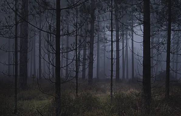 Картинка лес, деревья, природа, туман, Ellie Davies