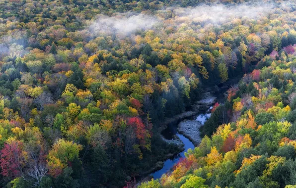 Картинка лес, природа, туман, река