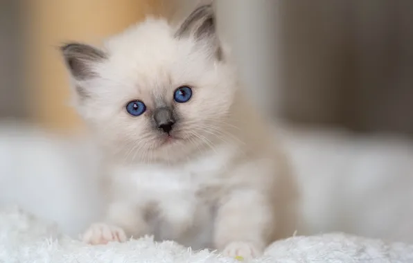 Взгляд, малыш, котёнок, голубые глазки, Бирманская кошка