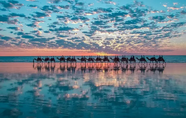 Nature, sunset, water, clouds, mirroring, herd, camels, bedouin
