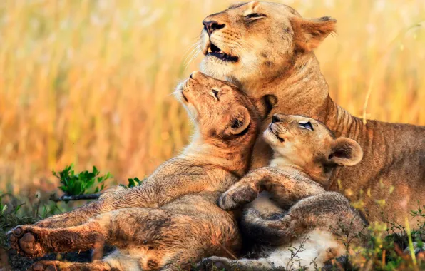 Картинка котята, Африка, львы, львица, детеныши